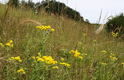 Iowa roadside vegetation