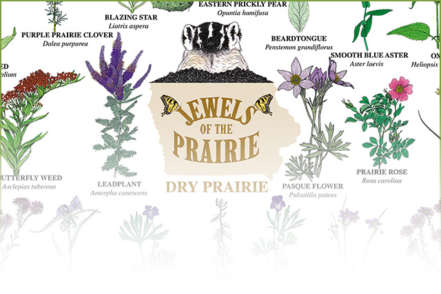 Dry Prairie