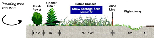 design example of a living snow fence