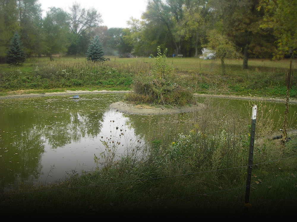 This man -made pond was used by several turtle species, including state threatened Blanding’s turtle, as winter habitat (Pre-construction).