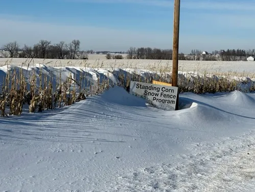 Standing corn snow fence