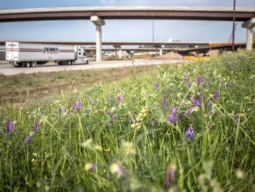 Wild flowers by the roadside