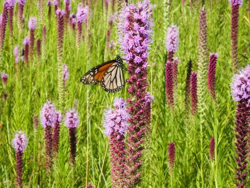 photo of Monarch butterfly on roadside wildflowers
