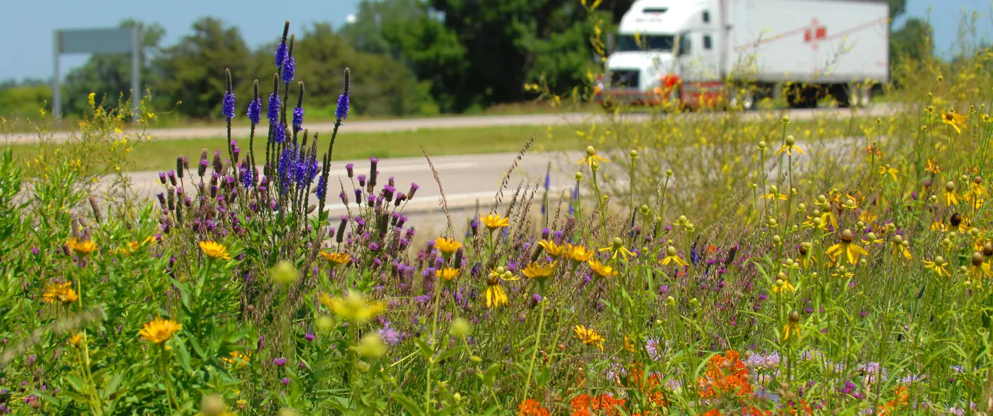 Native flowers and plants along the interstate