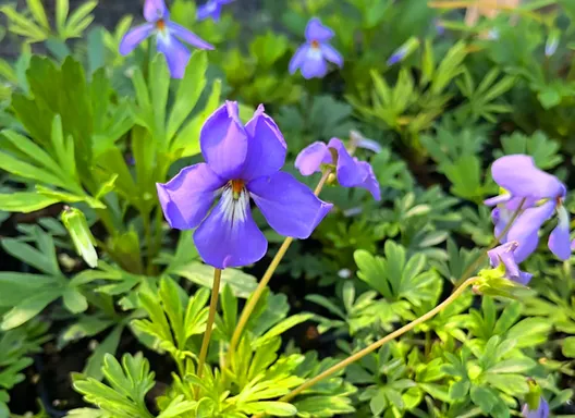 Native Iowa plant, the Bird's Foot Violet