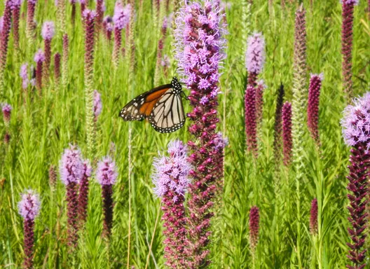 photo of Monarch butterfly on roadside wildflowers