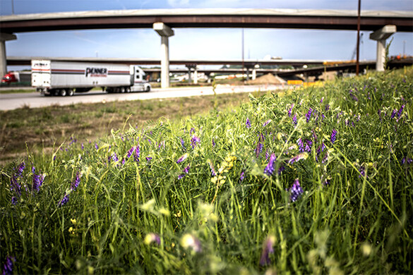 Wild flowers by the roadside