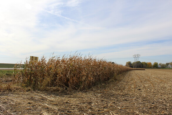 Corn stalks