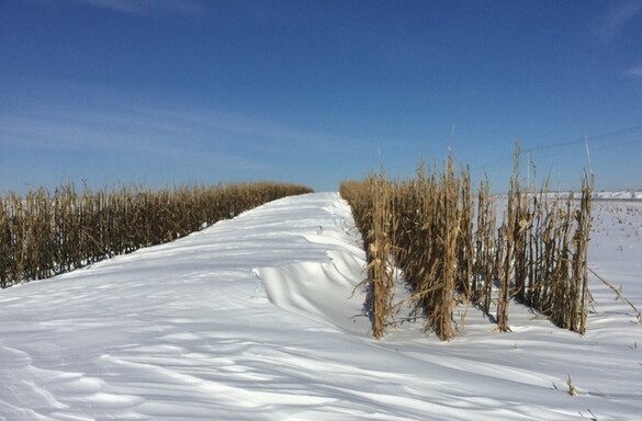 Standing corn blocking snow
