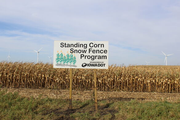 Standing Corn Snow Fence Program in front of standing corn in field