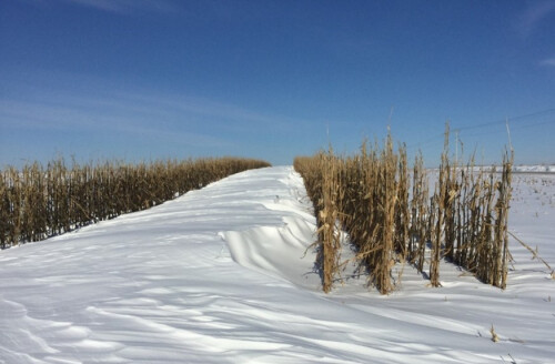 snow bank settled between rows of corn stalks