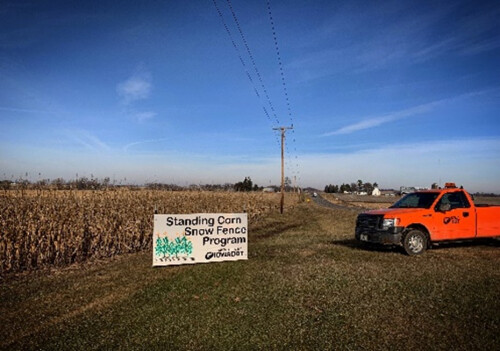 Standing rows of corn in the fall with a sign about the Standing Corn Snow Fence