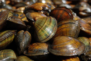 A close-up photograph of a pile of mussels.