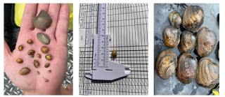 A collage of three images. From left to right: A person's hand holding many, small mussels; a metal, sliding rule device for measuring the size of mussels; a collection of larger mussels with catalog numbers written on the shells.