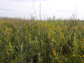 a vibrant green prairie scene
