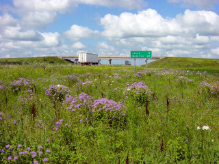Prairie vegetation near a highway in Iowa.