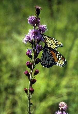 monarch butterflies on a prairie flower stalk
