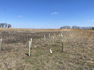 saplings with plastic tree tubes wrapped around them