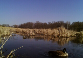 a Canada goose floating on water in a wetland