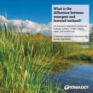 infographic explaining the difference between emerging and forested wetlands