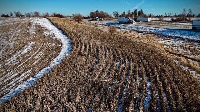Rows of standing corn left in field with light dusting of snow